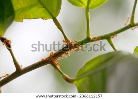 a group of fire ants or weaver ants, walking along plant branches