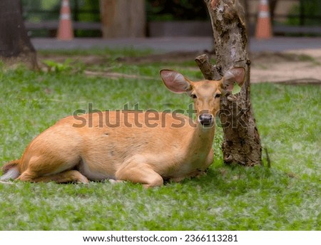 a photography of a deer laying in the grass next to a tree, gazelle laying in the grass next to a tree in a park.