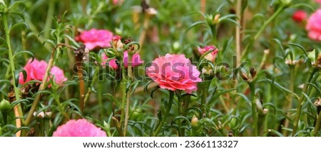 a photography of a field of pink flowers with green stems, daisy flowers in a field of green grass with pink flowers.