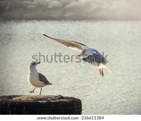 Retro stylized picture of two seagulls.