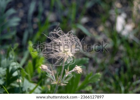 Abstract defocused macro view of a single prairie smoke flower (geum triflorum) in flull bloom, with ethereal looking pink feathery blossoms catching nearby seeds, in a summer garden
