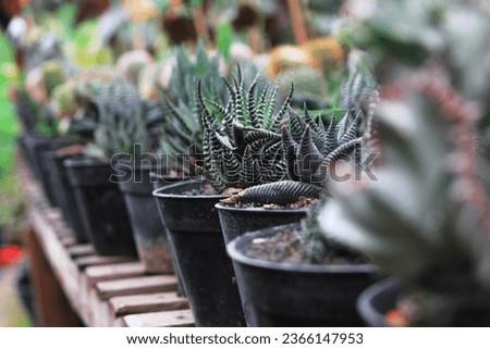Close-up view of small Haworthia fasciata on natural background