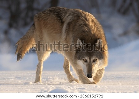 You've Been Spotted, an adult Gray Wolf (Canis Lupus) with piercing yellow eyes stalks prey in a foggy winter morning. Golden yellow light of dawn hits the large canid. Taken in controlled conditions Royalty-Free Stock Photo #2366152791