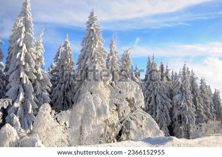 Black Forest, Black Forest in winter, spruce forest, Black Forest High Road, snowy landscape, at Schliffkopf, spruce trees with snow, snow-covered fir trees Royalty-Free Stock Photo #2366152955
