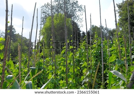 Farm garden, weekend plot various perennial flowers blooming in the garden, pole beans, fire beans in the garden Royalty-Free Stock Photo #2366155061
