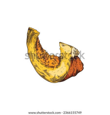 Pumpkin piece hand drawn isolated vector illustration. Squash slice engraved color sketch. Harvest and Thanksgiving symbol. Autumn seasonal vintage drawing for recipe, menu, poster.