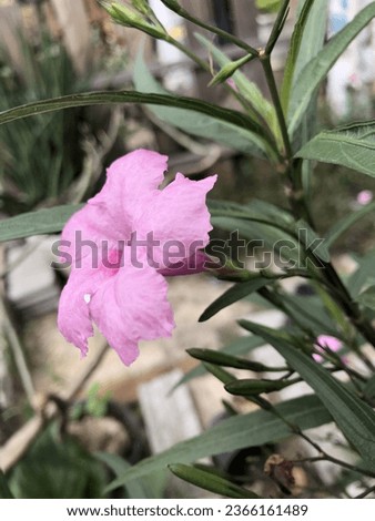 Pink flowers that occur naturally