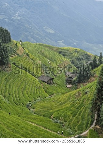 Aerial view of rice field or rice terraces