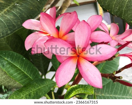 Closeup picture of beautiful pink flowers beauty in nature jasmine, 