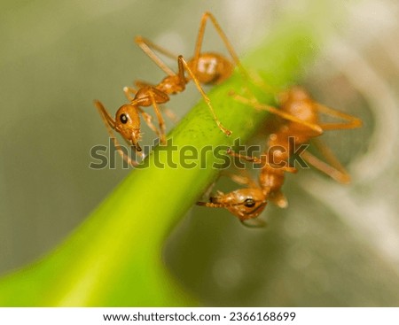  Fire Ants are several species of ants in the genus Solenopsis