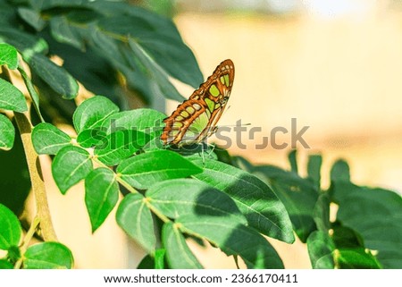 Butterfly on leaf and branch