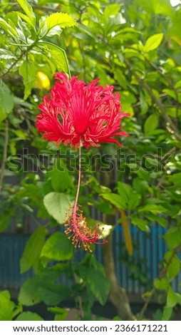 Spider hibiscus flower picture was captured from Noakhali Sadar 