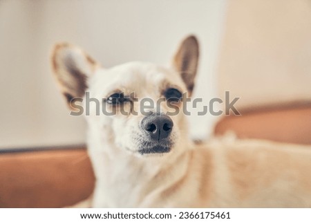 Selective focus of the head of a chihuahua hybrid facing forward. He looks curiously at the camera. On a light background, with a space for copying. High quality photo