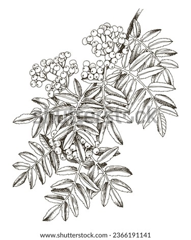 Hand drawn monochrome rowan tree branch Royalty-Free Stock Photo #2366191141