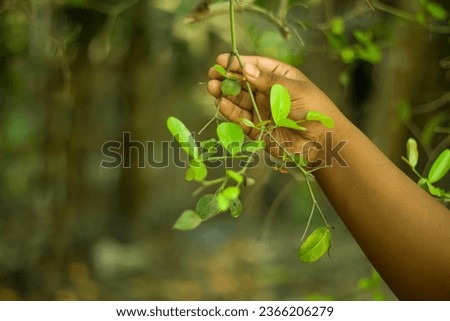 A boy holds a branch with his right hand and blurred background