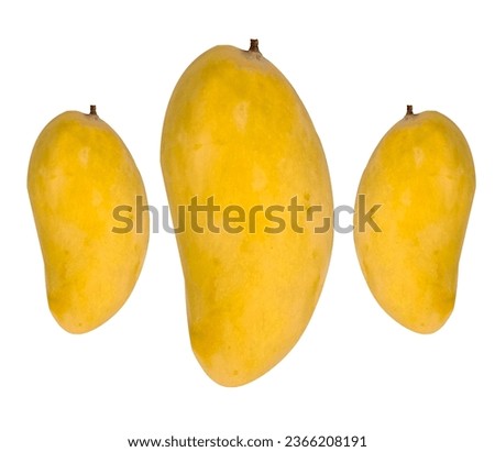 Three ripe mangoes isolated on a white background.