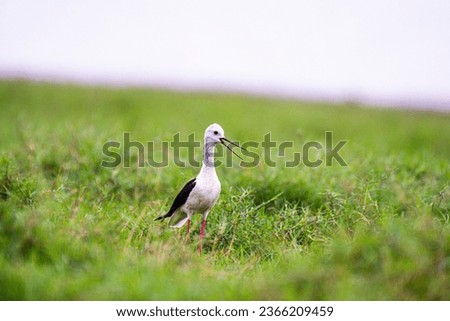 A black-winged stilt stands on one leg in a field of green grass. The bird's long, thin beak is open, and its black and white feathers are a striking contrast against the background.