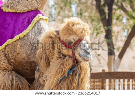 Bactrian camel, also known as the Mongolian camel on the streets of Khiva, Uzbekistan Royalty-Free Stock Photo #2366214017