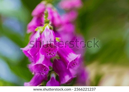 Digitalis flowers in bloom at the garden, May 2023