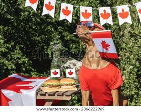 Cute dog, Canadian Flag, two delicious hamburgers and homemade lemonade. Close-up, outdoors. Day light. Pets care concept. Congratulations for family, relatives, friends and colleagues