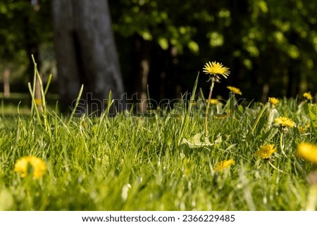 bright back-lit young grass in spring, green grass is illuminated by sunlight in spring weather