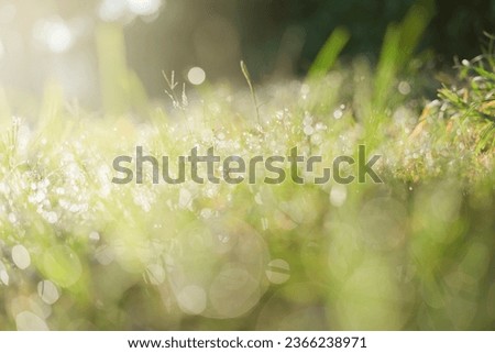 Grass in sunlight.Dew and bokeh on light green fresh wet greens in morning. 