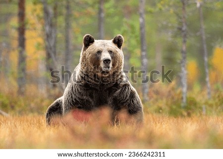 Large brown bear at fall Royalty-Free Stock Photo #2366242311