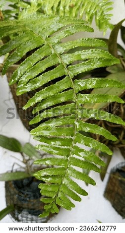 The texture of the intersecting leaves of the Golden Variegata Fern plant resembles fish bones.
