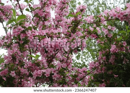 Multifold pink flowers of Weigela florida in May Royalty-Free Stock Photo #2366247407
