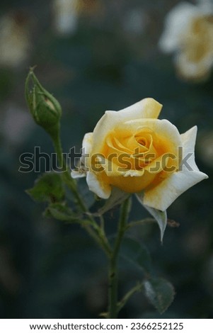 Close-up of yellow rose and bud growing outdoors. Yellow roses bloom in the summer in the country garden. Yellow rose flower. Background. Roses close-up in garden. Beautiful yellow rose in a garden.