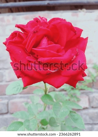 The epitome of the ultimate red Hybrid Tea, Veterans' Honor is a fitting tribute to the men and women who've served our country over the years. Big shapely buds unfurl perfectly into huge blossoms of 