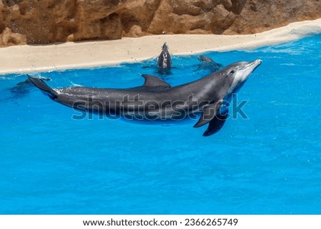  Dolphins (Tursiops truncatus) jumping. This is a very acrobatic and intelligent cetacean.