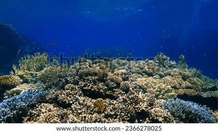 Underwater photo of colourful coral reef. From a scuba dive in the Red Sea in Egypt