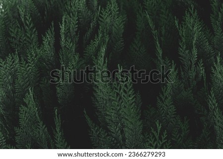 Dark toned of green leaves in garden, Chamaecyparis lawsoniana, Port Orford cedar or Lawson cypress is a species of conifer in the genus Chamaecyparis, Family Cupressaceae, Nature greenery background. Royalty-Free Stock Photo #2366279293