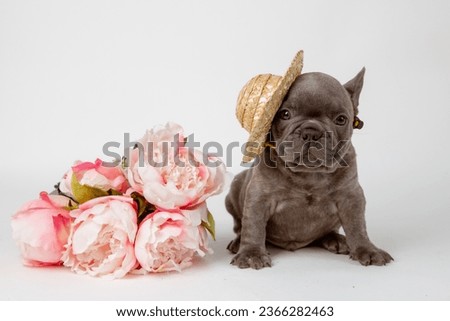 Charming French bulldog puppy in a straw hat Isolated on a white background. Cute pets
