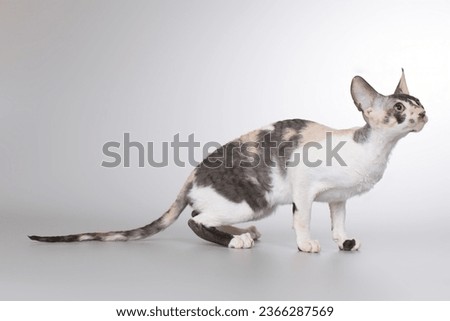 Cornish rex breed male cat posing for portrait in studio