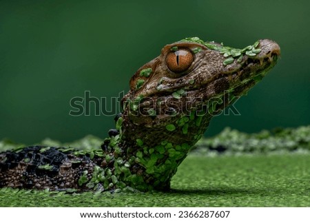 Cuvier's Dwarf Caiman or Musky Caiman (Paleosuchus palpebrosus) is a small crocodilian native to South America. Royalty-Free Stock Photo #2366287607