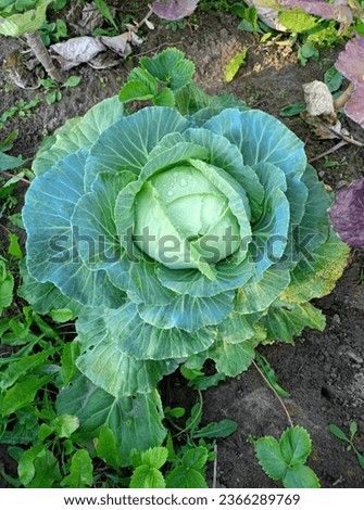 A head of white cabbage with drops of dew in a garden bed. Vertical photo, close-up Royalty-Free Stock Photo #2366289769