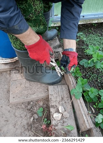 A man farmer cuts a strawberry shoot with scissors - hands close-up. Planting and propagating strawberries in a greenhouse in the fall. Vertical photo