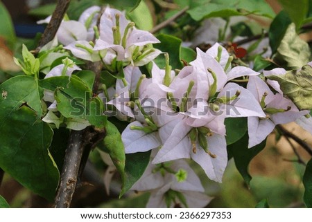 Paper flowers or light purple bougainvillea flowers bloom in the morning