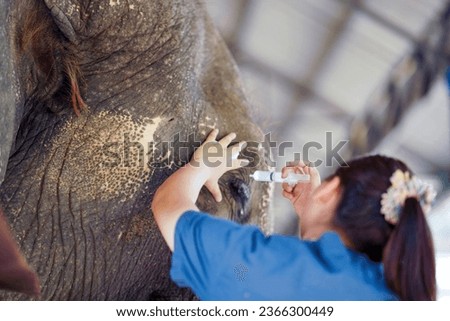 Closeup veterinarian is using saline in a syringe to wash out the inflamed eyes of a sick elephant in the elephant hospital.