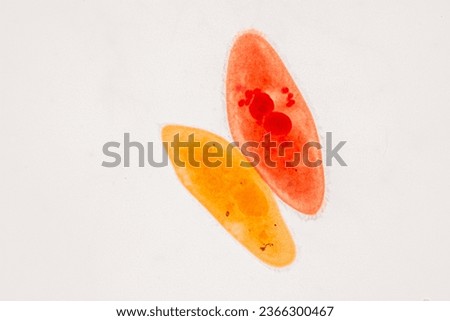 Paramecium caudatum is a genus of unicellular ciliated protozoan and Bacterium under the microscope. Royalty-Free Stock Photo #2366300467