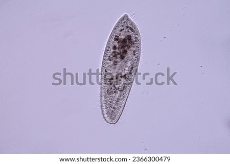Paramecium caudatum is a genus of unicellular ciliated protozoan and Bacterium under the microscope. Royalty-Free Stock Photo #2366300479