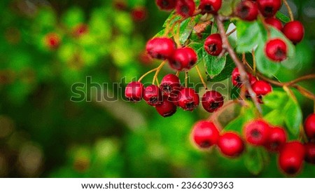 A detailed macro shot capturing the vibrant red hawthorn berries in their autumn splendor. These ripe berries are not only beautiful but also have medicinal properties.