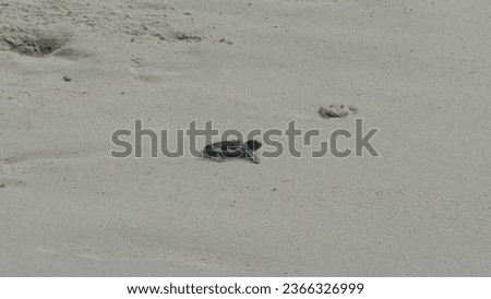 Green sea turtle hatchling Chelonia mydas rushing towards the Pacific Ocean guided by instinct on sandy beach of Bay Canh Island in Vietnam