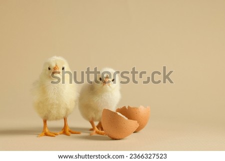 Two cute chicks and pieces of eggshell on beige background, closeup with space for text. Baby animals Royalty-Free Stock Photo #2366327523