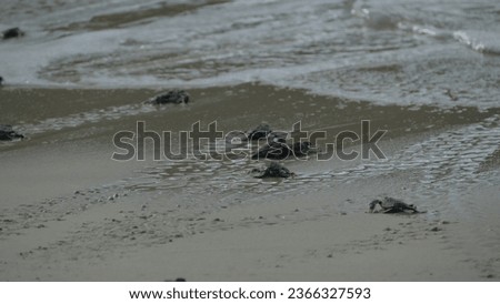 Baby hatchling green sea turtle chelonia mydas rushing in direction of Pacific Ocean with its instinct on wet san of Bay Canh Beach in Vietnam Royalty-Free Stock Photo #2366327593