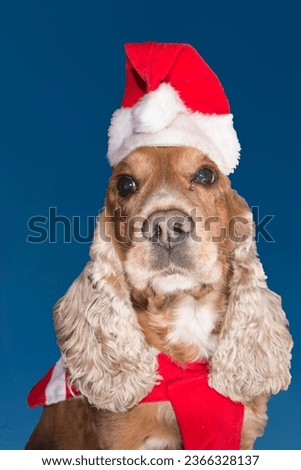 A santa dressed puppy dog christmas on blue background