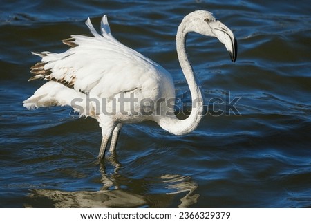 greater flamingo (Phoenicopterus roseus) subadult or young bird close up side on in the wild in Western Cape, South Africa Royalty-Free Stock Photo #2366329379