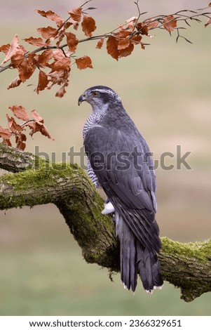 Gyr Falcon standing and eating on prey Royalty-Free Stock Photo #2366329651
